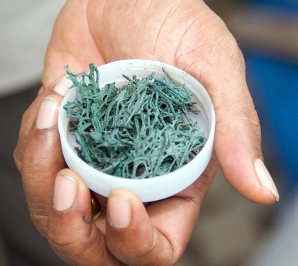 spiruline une algue aux origines de la terre