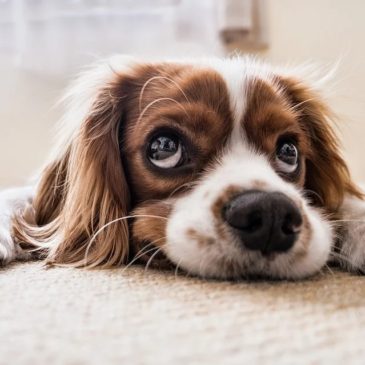 Puis-je donner de la spiruline à mon animal de compagnie ?