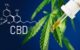 cbd bien-être naturel